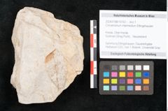 Foto (Detailansicht) von Cinnamomum intermedium Ettingshausen (NHMW-GEO-2024-0188-10153)